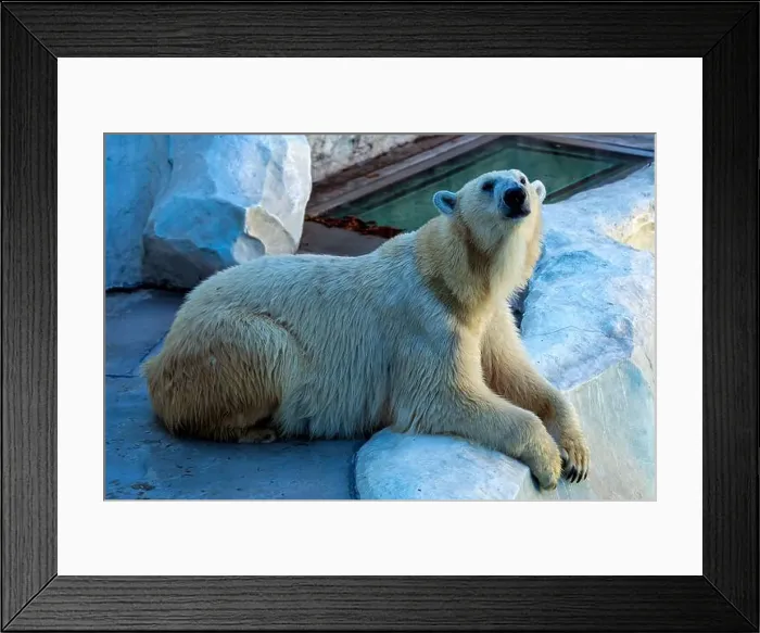 Framed Print : A majestic Polar Bear was sighted Framed Print : A majestic Polar Bear was sighted