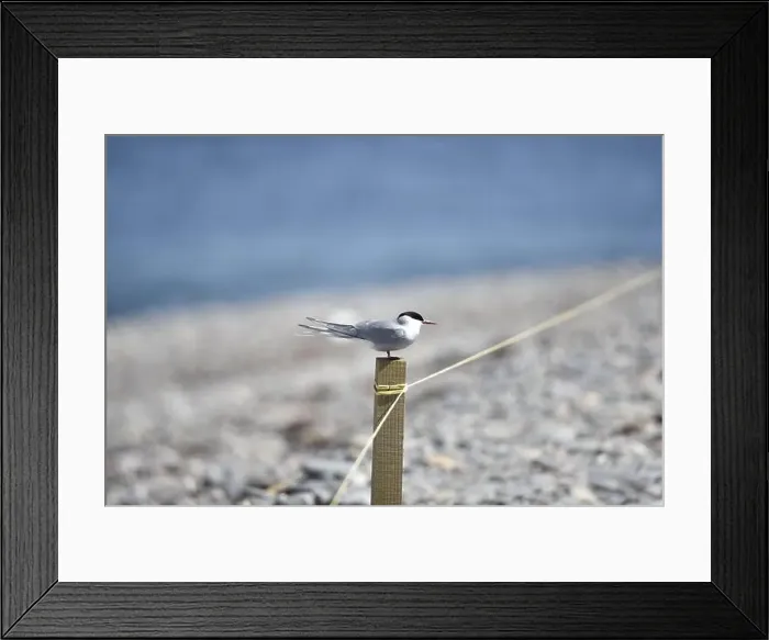 Framed Print : Arctic Tern (Sterna paradisaea) Perched in Right-Profile on Top of a Wooden Post on a Pebble Beach on a Sunny Day Framed Print : Arctic Tern (Sterna paradisaea) Perched in Right-Profile on Top of a Wooden Post on a Pebble Beach on a Sunny Day