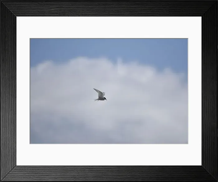 Framed Print : Arctic Tern (Sterna paradisaea) Hovering against a White Cloud with Wings Spread Framed Print : Arctic Tern (Sterna paradisaea) Hovering against a White Cloud with Wings Spread