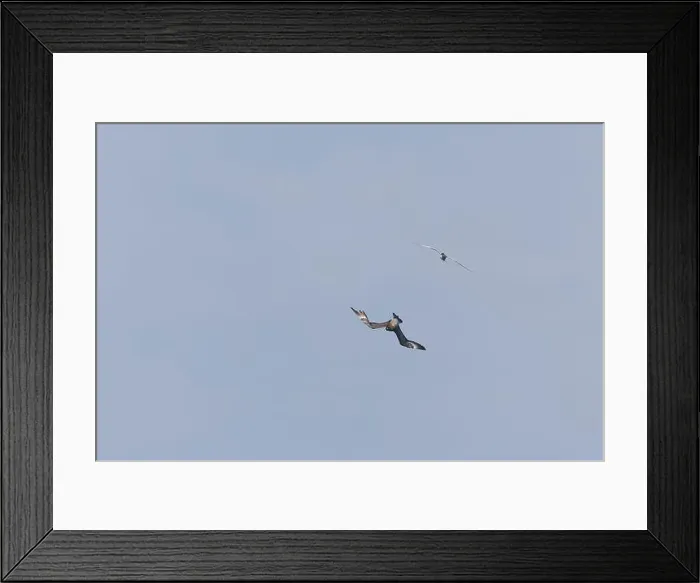 Framed Print : Arctic skua Stercorarius parasiticus Framed Print : Arctic skua Stercorarius parasiticus