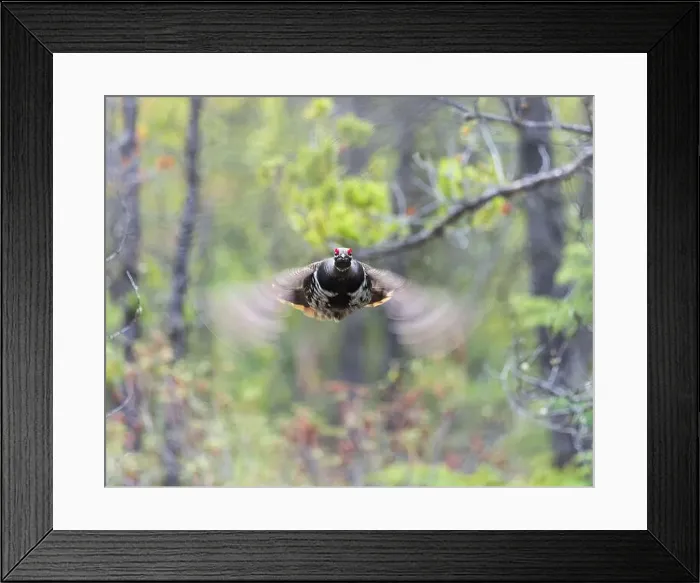 Framed Print : A Spruce Grouse in flight, northern Saskatchewan
