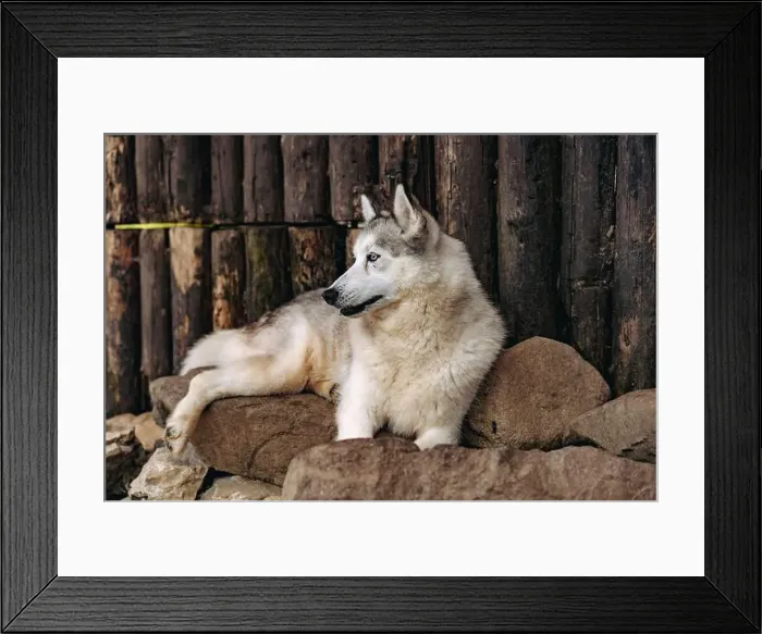 Framed Print : close up of cute husky dog laying on rocks in front of wooden logs wall outdoors Framed Print : close up of cute husky dog laying on rocks in front of wooden logs wall outdoors