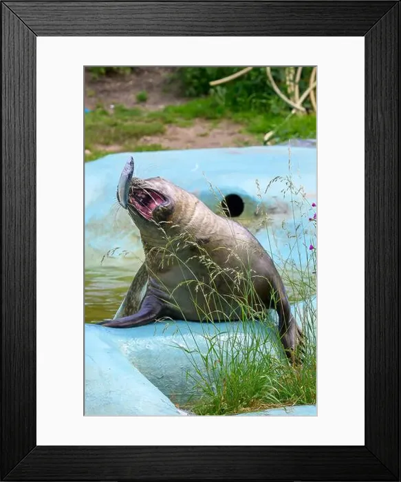 Framed Print : A gray, grey, seal catching a fish in a blue murky water pool, zoo environment, seal sanctuary Framed Print : A gray, grey, seal catching a fish in a blue murky water pool, zoo environment, seal sanctuary