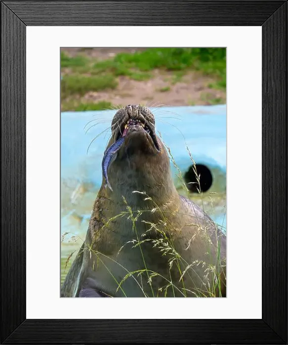 Framed Print : A gray, grey, seal catching a fish in a blue murky water pool, zoo environment, seal sanctuary Framed Print : A gray, grey, seal catching a fish in a blue murky water pool, zoo environment, seal sanctuary