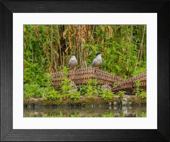 Framed Print : Common tern on the breeding ground with their young Framed Print : Common tern on the breeding ground with their young