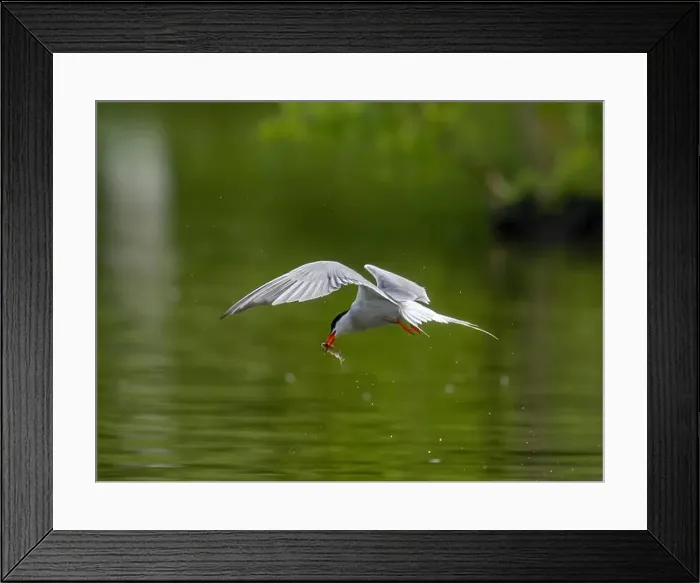Framed Print : Common tern in flight catching a fish in its beak Framed Print : Common tern in flight catching a fish in its beak