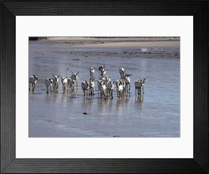 Framed Print : Reindeer (Rangifer tarandus) at low tide on the beach of the Barents Sea, Northern Norway, Lapland, Norway, Scandinavia Framed Print : Reindeer (Rangifer tarandus) at low tide on the beach of the Barents Sea, Northern Norway, Lapland, Norway, Scandinavia