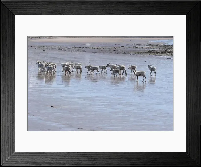 Framed Print : Reindeer (Rangifer tarandus) at low tide on the beach of the Barents Sea, Northern Norway, Lapland, Norway, Scandinavia Framed Print : Reindeer (Rangifer tarandus) at low tide on the beach of the Barents Sea, Northern Norway, Lapland, Norway, Scandinavia