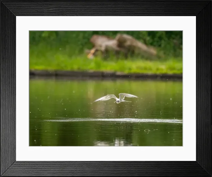Framed Print : Common tern in flight against a background of water Framed Print : Common tern in flight against a background of water
