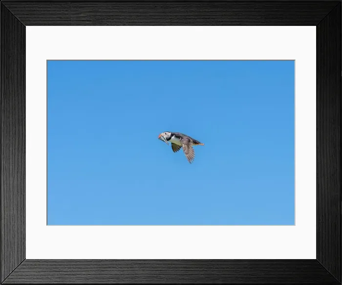 Framed Print : An Atlantic Puffin (Fratercula arctica) in flight over The Farne Islands in Northumberland, UK Framed Print : An Atlantic Puffin (Fratercula arctica) in flight over The Farne Islands in Northumberland, UK