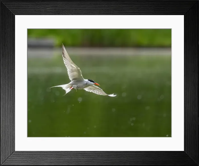 Framed Print : Common tern in flight against a background of water Framed Print : Common tern in flight against a background of water