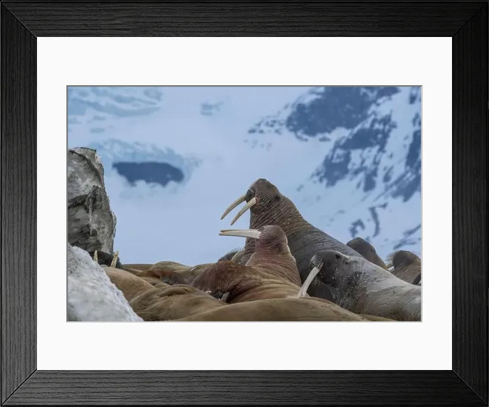 Framed Print : Svalbard, Norway. Colony of Atlantic walrus showing their tusks Framed Print : Svalbard, Norway. Colony of Atlantic walrus showing their tusks