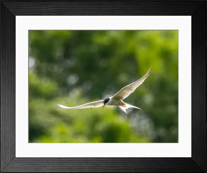 Framed Print : Common tern in flight against a background of greenery Framed Print : Common tern in flight against a background of greenery