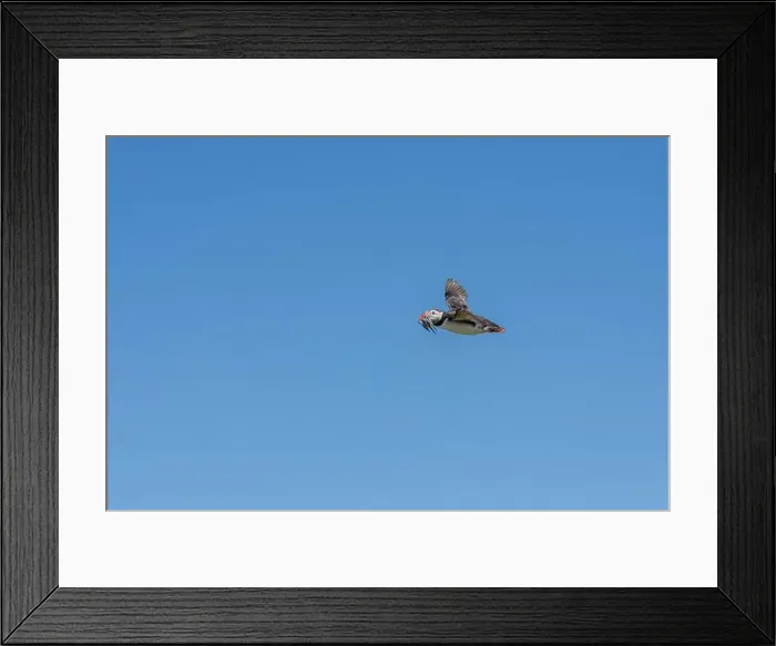 Framed Print : An Atlantic Puffin (Fratercula arctica) in flight over The Farne Islands in Northumberland, UK Framed Print : An Atlantic Puffin (Fratercula arctica) in flight over The Farne Islands in Northumberland, UK