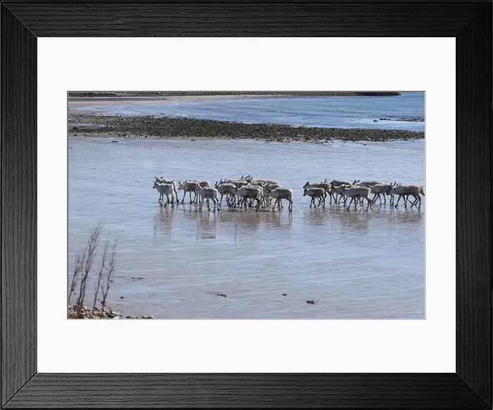 Framed Print : Reindeer (Rangifer tarandus) at low tide on the beach of the Barents Sea, Northern Norway, Lapland, Norway, Scandinavia Framed Print : Reindeer (Rangifer tarandus) at low tide on the beach of the Barents Sea, Northern Norway, Lapland, Norway, Scandinavia