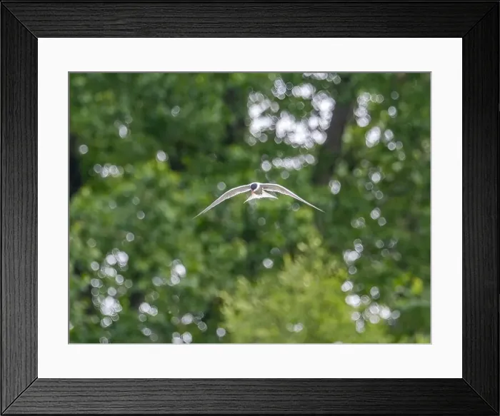 Framed Print : Common tern in flight against a background of greenery Framed Print : Common tern in flight against a background of greenery