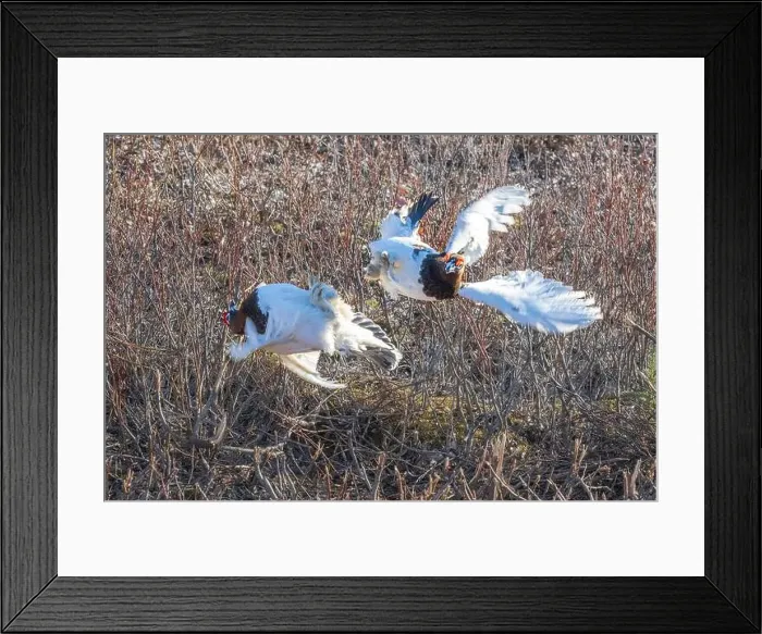 Framed Print : Ptarmigan Fight During Mating Season Framed Print : Ptarmigan Fight During Mating Season