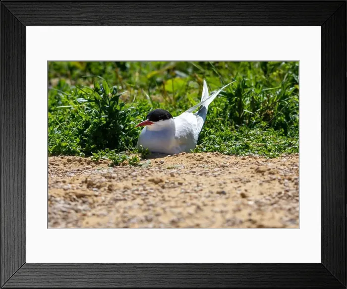Framed Print : An Arctic Tern (Sterna Paradise) in flight above the Farne Islands in Northumberland, UK Framed Print : An Arctic Tern (Sterna Paradise) in flight above the Farne Islands in Northumberland, UK