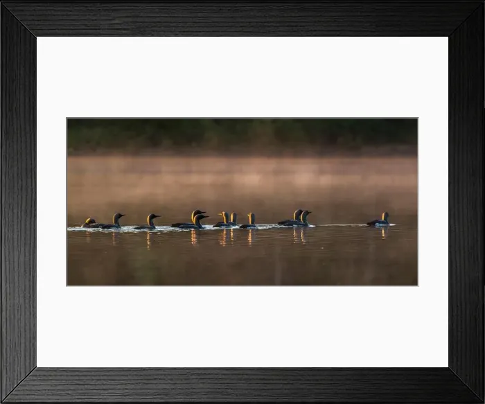 Framed Print : Large group of Arctic Loons following each other while floating over water in lake Framed Print : Large group of Arctic Loons following each other while floating over water in lake