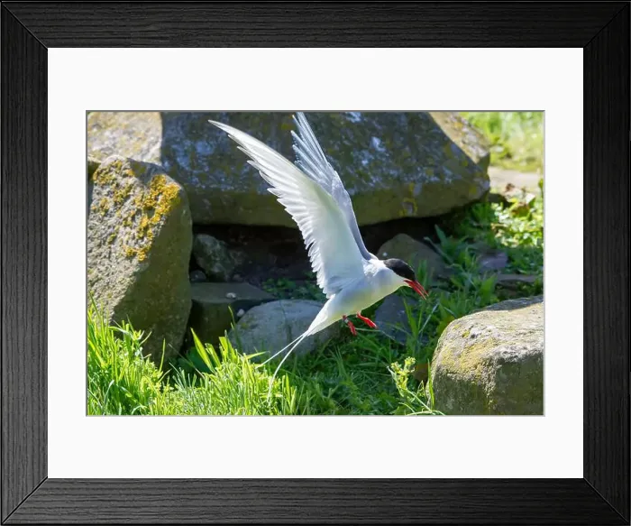 Framed Print : An Arctic Tern (Sterna Paradise) in flight above the Farne Islands in Northumberland, UK Framed Print : An Arctic Tern (Sterna Paradise) in flight above the Farne Islands in Northumberland, UK
