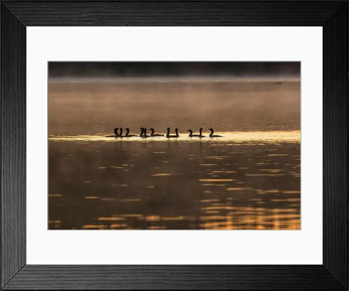 Framed Print : Group of Arctic Loons swimming in lake at sunset Framed Print : Group of Arctic Loons swimming in lake at sunset