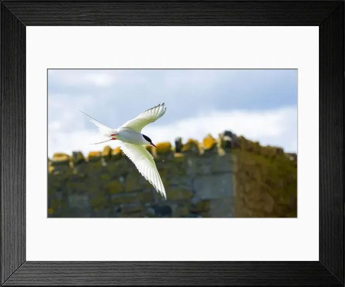 Framed Print : An Arctic Tern (Sterna Paradise) in flight above the Farne Islands in Northumberland, UK Framed Print : An Arctic Tern (Sterna Paradise) in flight above the Farne Islands in Northumberland, UK