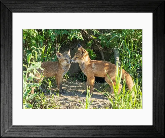 Framed Print : Red fox siblings look like they are close Framed Print : Red fox siblings look like they are close