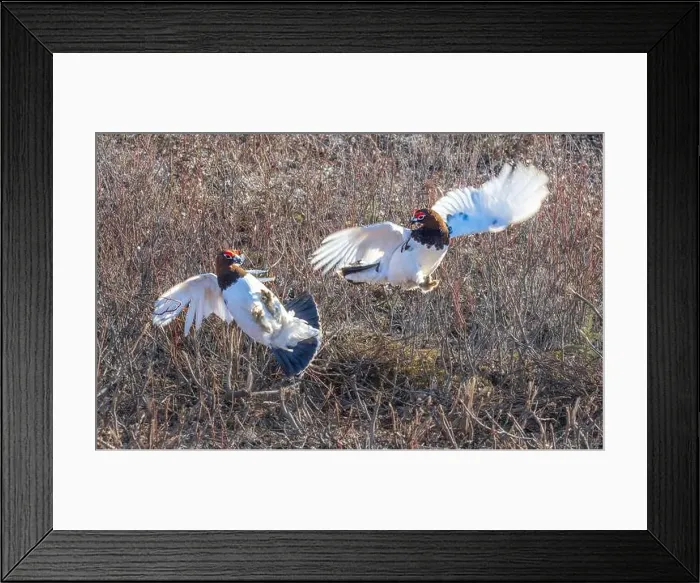 Framed Print : Ptarmigan Fight During Mating Season Framed Print : Ptarmigan Fight During Mating Season