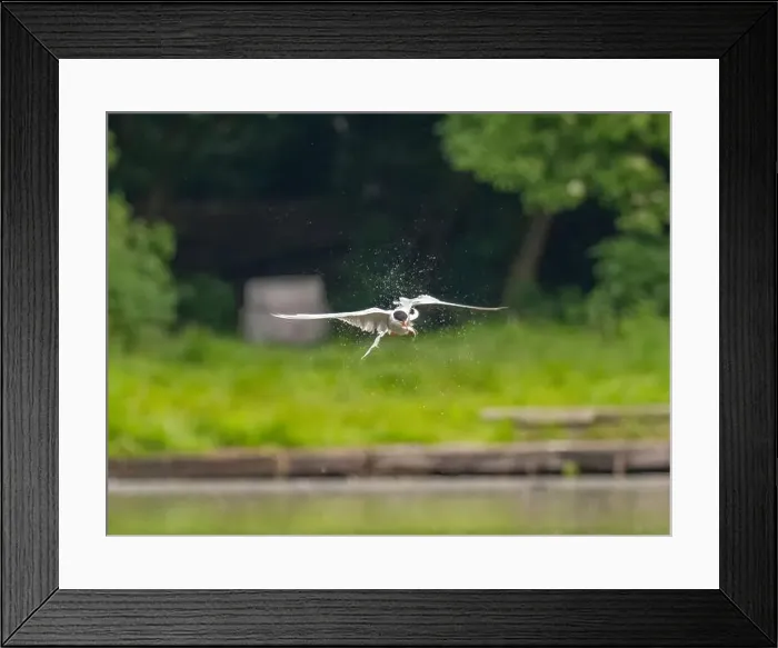Framed Print : Common tern in flight catching a fish in its beak Framed Print : Common tern in flight catching a fish in its beak