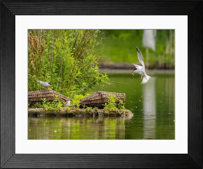 Framed Print : Common tern in flight catching a fish in its beak Framed Print : Common tern in flight catching a fish in its beak