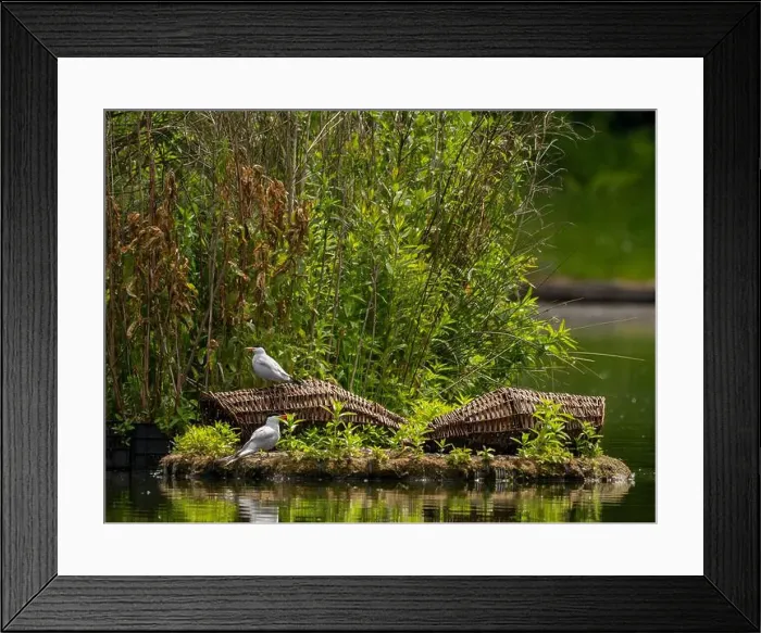 Framed Print : Common tern at the breeding ground with the young Framed Print : Common tern at the breeding ground with the young