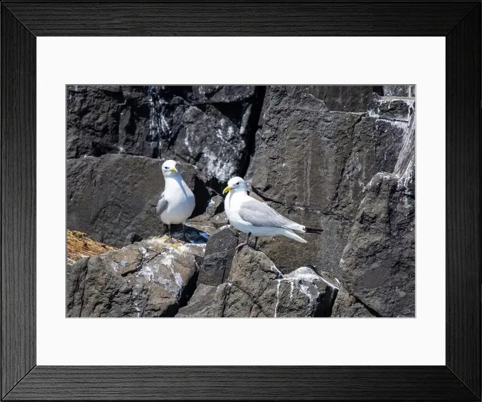 Framed Print : Kittiwakes gathering on the rocks at The Farne Islands, Northumberland, UK Framed Print : Kittiwakes gathering on the rocks at The Farne Islands, Northumberland, UK
