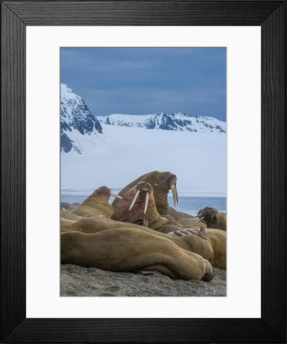Framed Print : Svalbard, Norway. Colony of Atlantic walrus sparring and showing their tusks Framed Print : Svalbard, Norway. Colony of Atlantic walrus sparring and showing their tusks