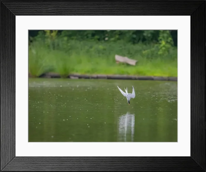 Framed Print : Common tern in flight against a background of water Framed Print : Common tern in flight against a background of water