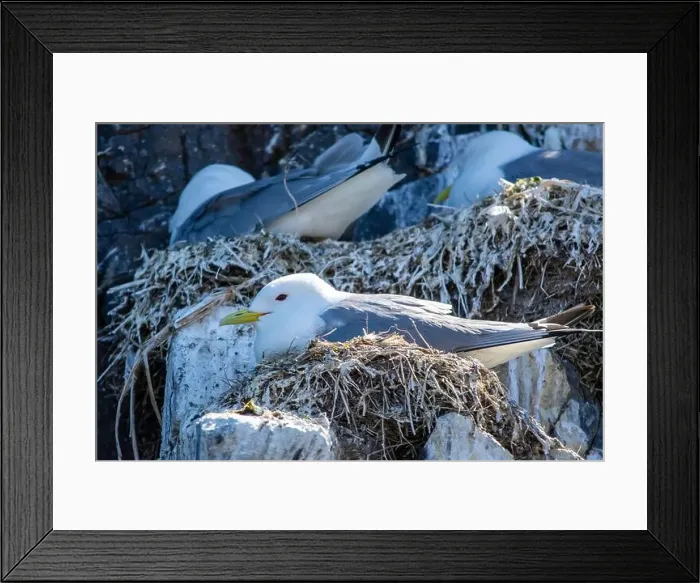 Framed Print : Kittiwakes gathering on the rocks at The Farne Islands, Northumberland, UK Framed Print : Kittiwakes gathering on the rocks at The Farne Islands, Northumberland, UK
