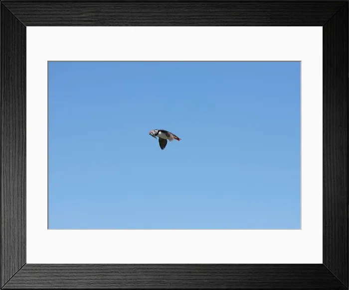 Framed Print : An Atlantic Puffin (Fratercula arctica) in flight over The Farne Islands in Northumberland, UK Framed Print : An Atlantic Puffin (Fratercula arctica) in flight over The Farne Islands in Northumberland, UK