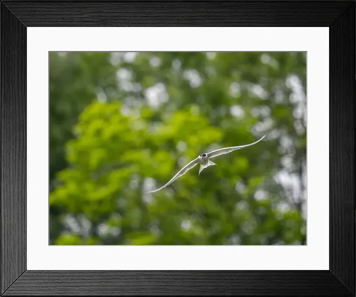 Framed Print : Common tern in flight against a background of greenery Framed Print : Common tern in flight against a background of greenery