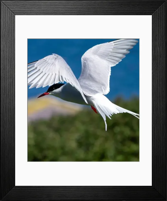 Framed Print : An Arctic Tern (Sterna Paradise) in flight above the Farne Islands in Northumberland, UK Framed Print : An Arctic Tern (Sterna Paradise) in flight above the Farne Islands in Northumberland, UK