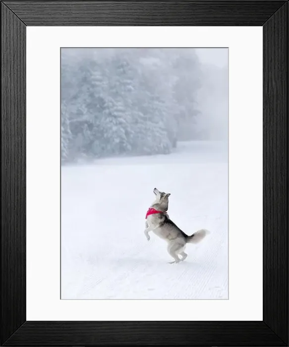 Framed Print : Husky dog jumping rising paws, winter background Framed Print : Husky dog jumping rising paws, winter background