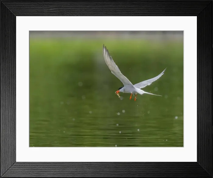Framed Print : Common tern in flight catching a fish in its beak Framed Print : Common tern in flight catching a fish in its beak