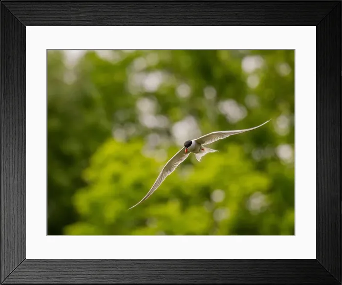 Framed Print : Common tern in flight against a background of greenery Framed Print : Common tern in flight against a background of greenery