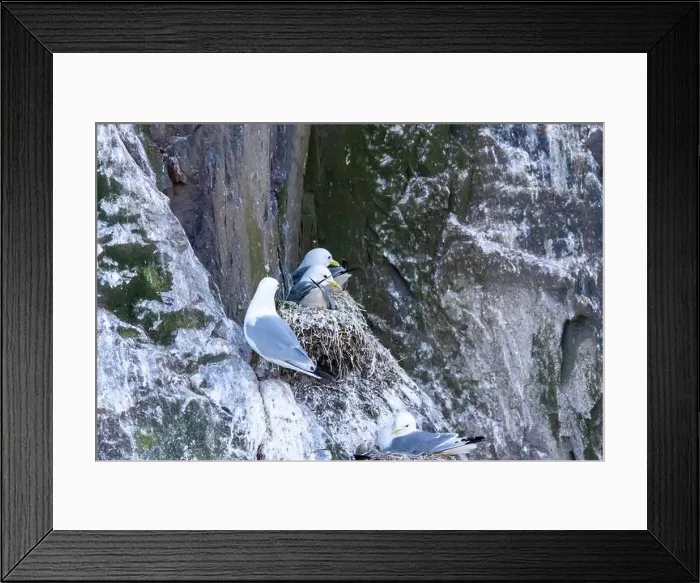 Framed Print : Kittiwakes gathering on the rocks at The Farne Islands, Northumberland, UK Framed Print : Kittiwakes gathering on the rocks at The Farne Islands, Northumberland, UK
