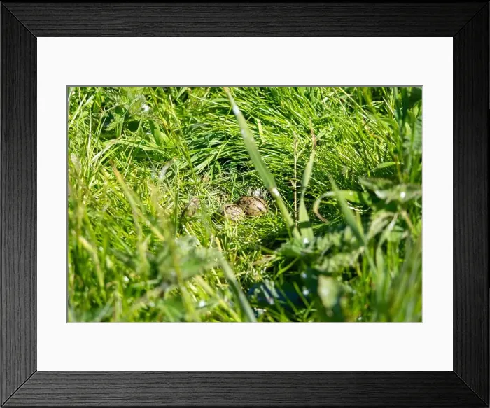 Framed Print : Arctic Tern (Sterna Paradise) eggs on the Farne Islands in Northumberland, UK Framed Print : Arctic Tern (Sterna Paradise) eggs on the Farne Islands in Northumberland, UK