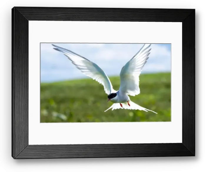 Framed Print : An Arctic Tern (Sterna Paradise) in flight above the Farne Islands in Northumberland, UK Framed Print : An Arctic Tern (Sterna Paradise) in flight above the Farne Islands in Northumberland, UK