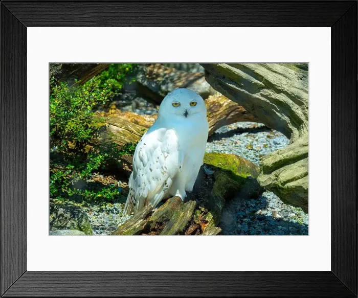 Framed Print : The snowy owl, Bubo scandiacus Framed Print : The snowy owl, Bubo scandiacus