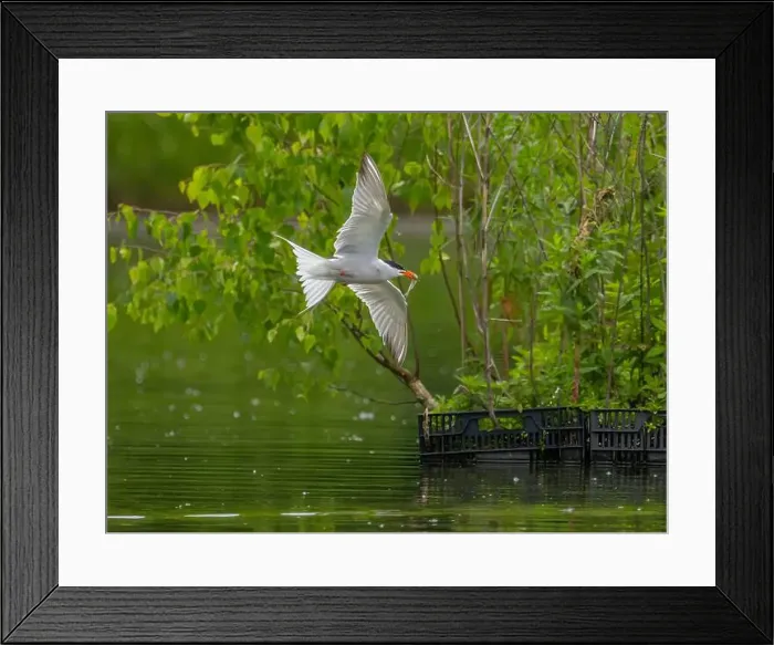 Framed Print : Common tern in flight catching a fish in its beak Framed Print : Common tern in flight catching a fish in its beak