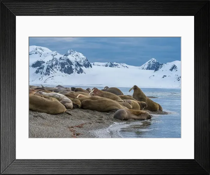 Framed Print : Svalbard, Norway. Colony of Atlantic walrus on beach Framed Print : Svalbard, Norway. Colony of Atlantic walrus on beach