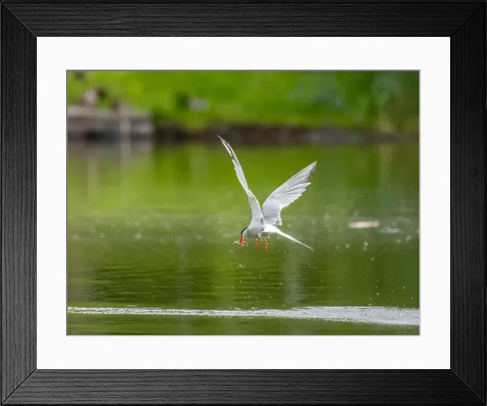 Framed Print : Common tern in flight catching a fish in its beak Framed Print : Common tern in flight catching a fish in its beak