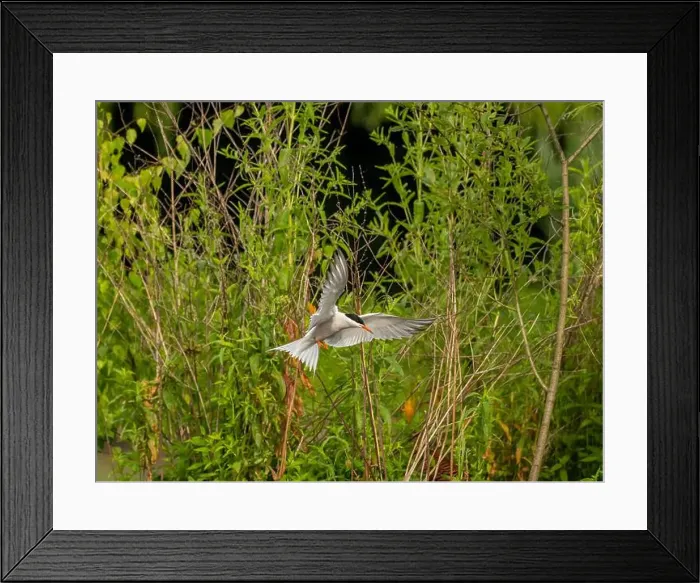 Framed Print : Common tern in flight against a background of greenery Framed Print : Common tern in flight against a background of greenery