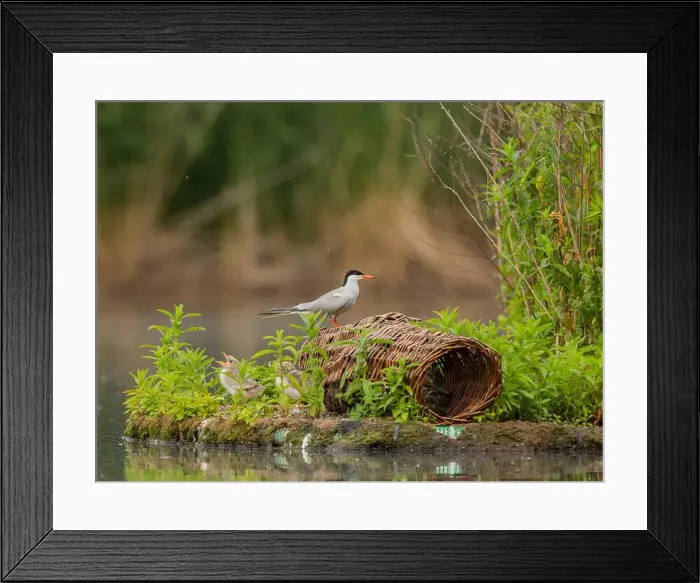 Framed Print : Common tern on the breeding ground with their young Framed Print : Common tern on the breeding ground with their young